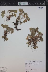 Sibbaldia procumbens image