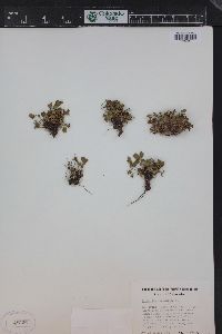 Sibbaldia procumbens image