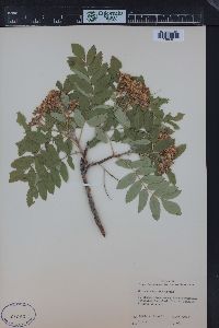 Sorbus scopulina image