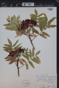 Sorbus scopulina image