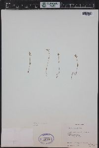 Galium bifolium image