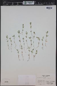 Galium bifolium image