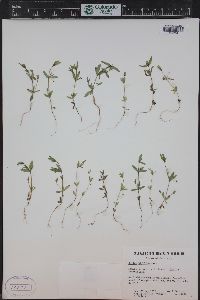 Galium bifolium image