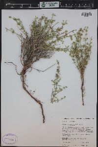 Galium coloradoense image