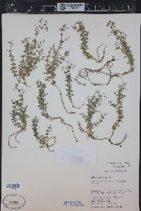 Galium mexicanum image