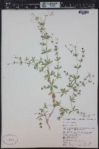 Galium mexicanum subsp. asperrimum image