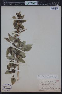 Populus angustifolia image