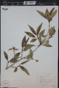 Populus angustifolia image