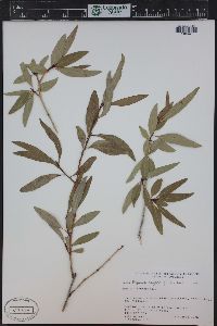 Populus angustifolia image