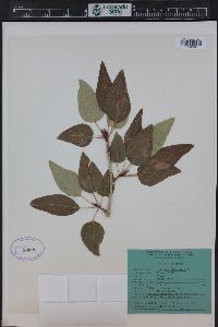 Populus angustifolia image