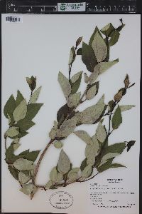 Populus angustifolia image