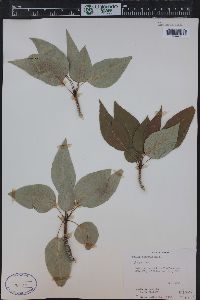 Populus angustifolia image