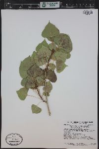 Populus deltoides subsp. monilifera image