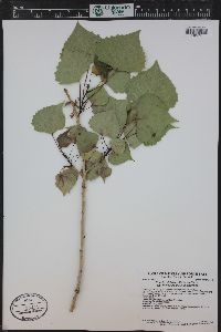 Populus deltoides subsp. monilifera image