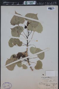 Populus deltoides subsp. monilifera image