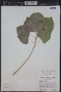 Populus deltoides subsp. monilifera image