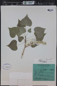 Populus deltoides subsp. monilifera image