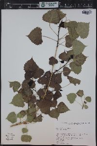 Populus deltoides subsp. monilifera image