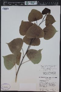 Populus deltoides subsp. monilifera image