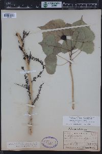 Populus deltoides subsp. monilifera image