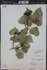 Populus deltoides subsp. monilifera image