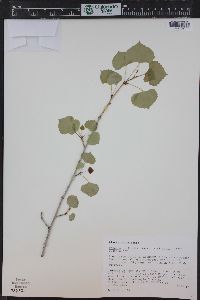 Populus deltoides subsp. wislizenii image