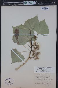 Populus deltoides subsp. wislizenii image