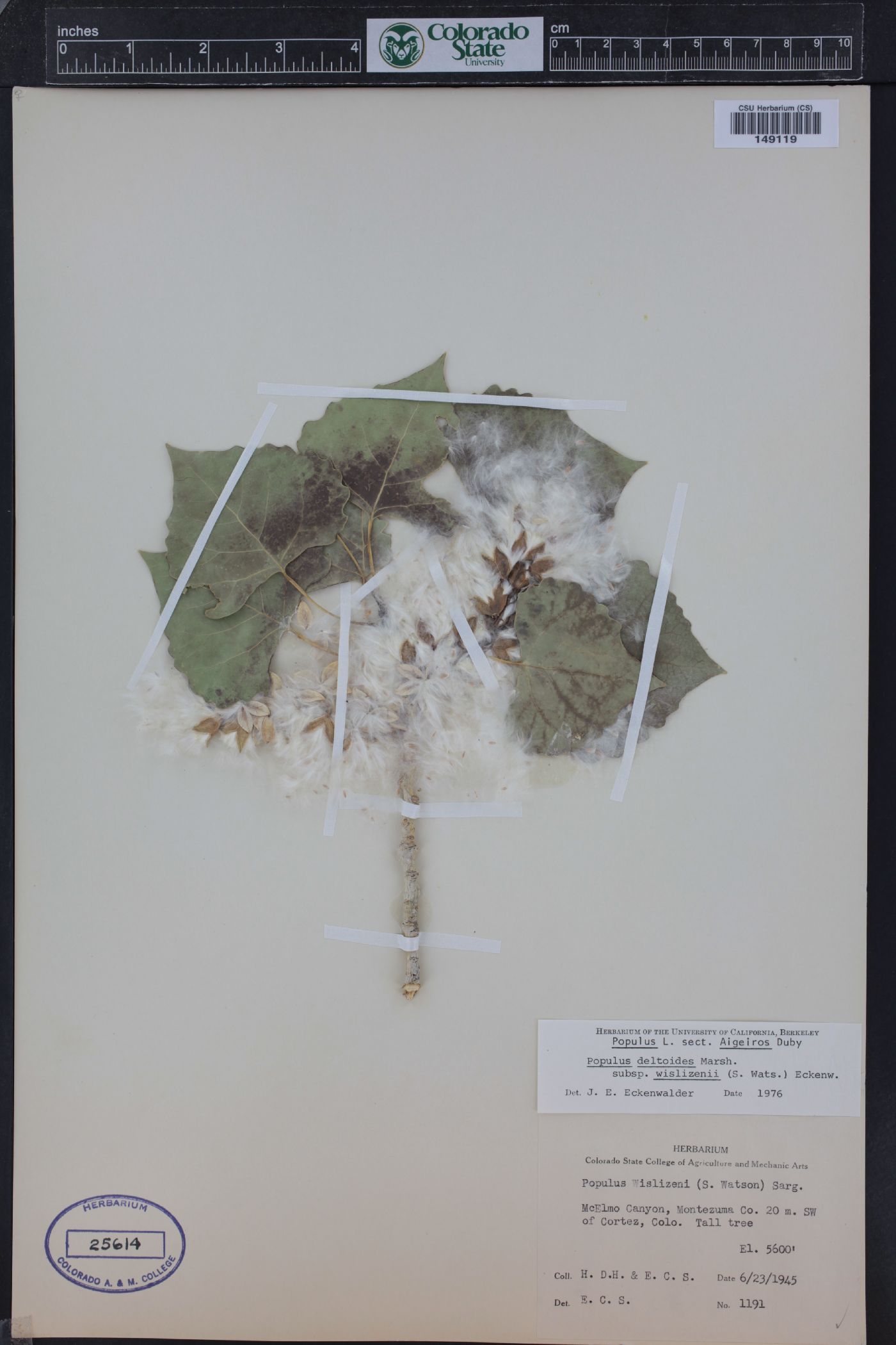Populus deltoides subsp. wislizenii image