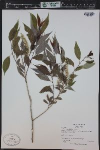 Salix amygdaloides image