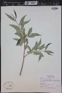 Salix amygdaloides image