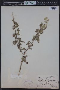 Salix amygdaloides image