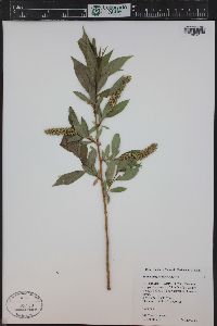 Salix amygdaloides image