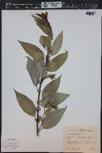 Salix amygdaloides image