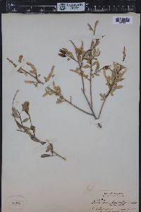 Salix amygdaloides image