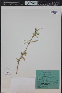 Salix amygdaloides image