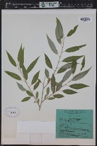 Salix amygdaloides image