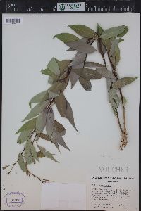 Salix amygdaloides image