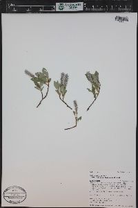 Salix arctica image