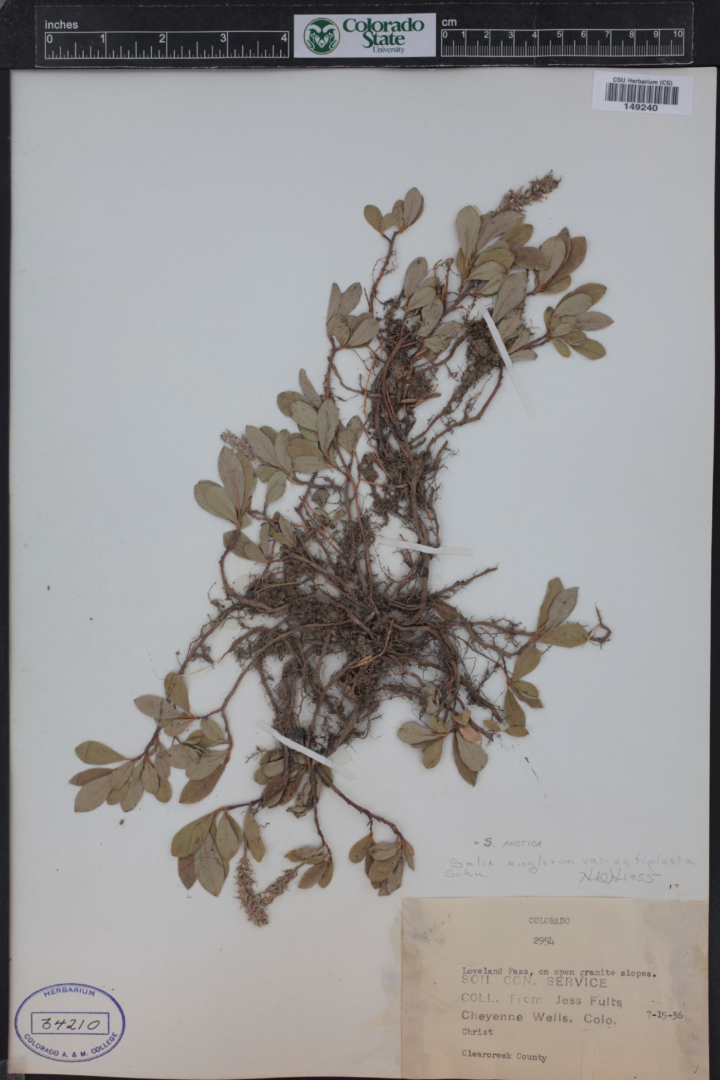 Salix petrophila image