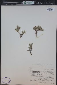 Salix petrophila image