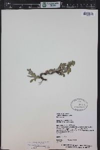 Salix petrophila image