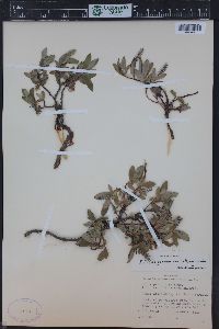 Salix petrophila image