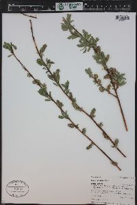 Salix boothii image