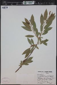 Salix boothii image