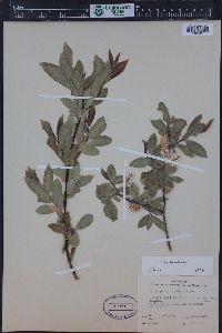 Salix boothii image