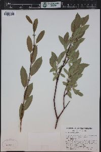 Salix boothii image