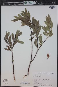 Salix boothii image