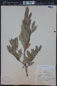 Salix boothii image