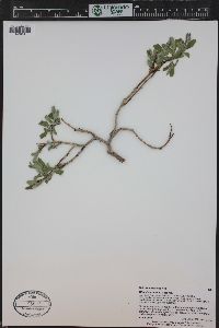 Salix brachycarpa image