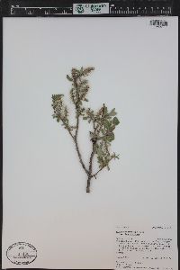 Salix brachycarpa image